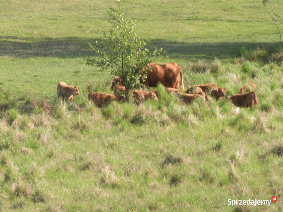 Krowy stado mięsne mieszańce Dźwierzuty
