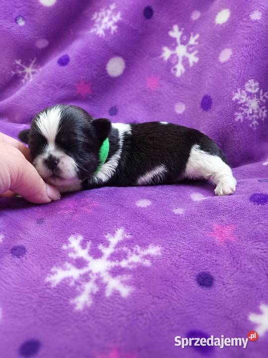 szczeniaki shih tzu sprzedam