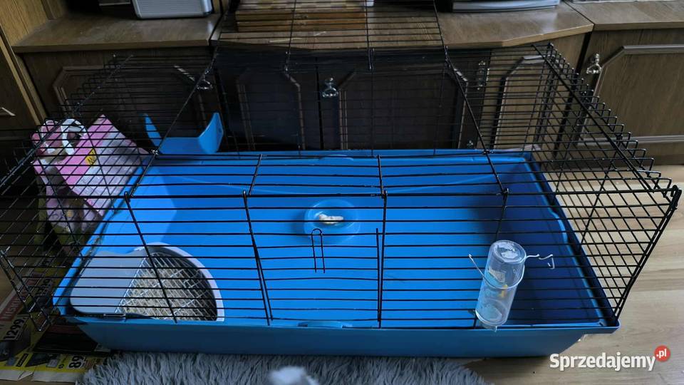 Duża klatka królika innego gryzonia 100 x 50 x Bydgoszcz sprzedam