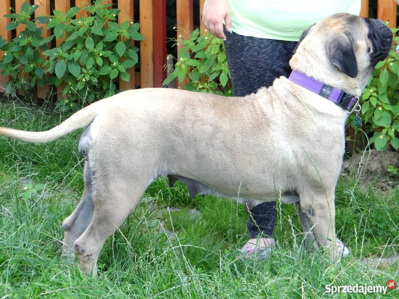 Szczeniaki BULLmastiff sprzedam