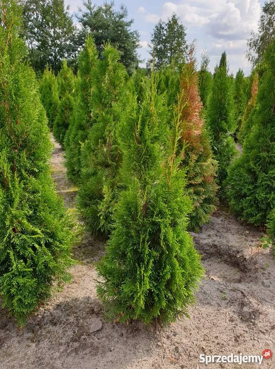 Tuja Smaragd Szmaragd 120 PROMOCJA gruba gęsta łódzkie Rydzyny