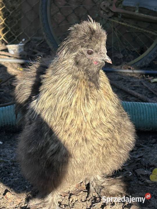 Kogut świętokrzyskie Kielce