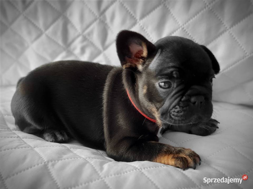 Buldog francuski szczenieta Poznań
