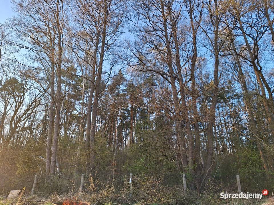 Sprzedam przepiękną działkę pod lasem Goleniów