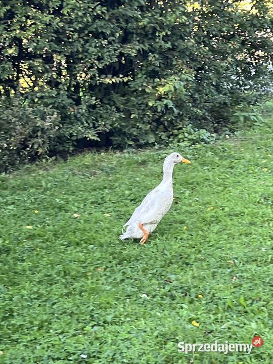Kaczor biegus kujawsko-pomorskie Dębowo sprzedam