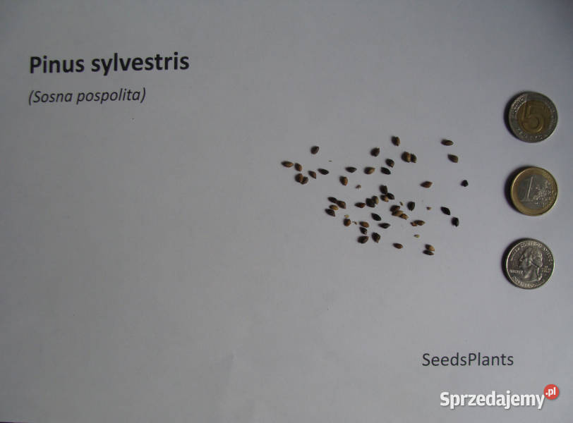 SOSNA POSPOLITA Pinus sylvestris NASIONA 12000 kujawsko-pomorskie Lubanie