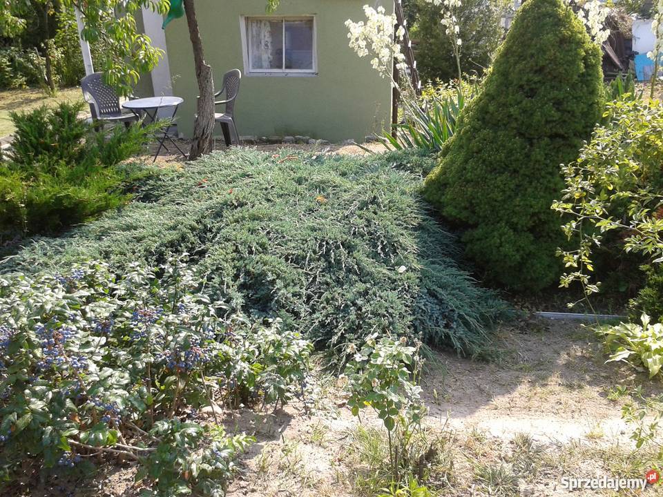 Działka ROD rekreacyjna 450m w Lokalizacji 78zł/m2
