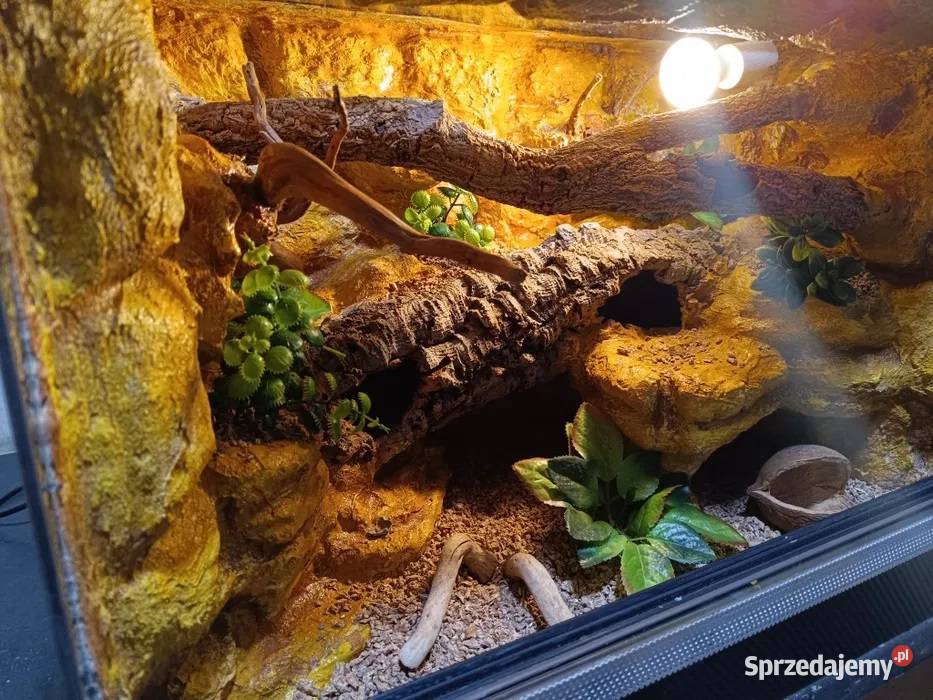 Terrarium gekona 60x40x40 gekon lamparci Ostrów Wielkopolski sprzedam
