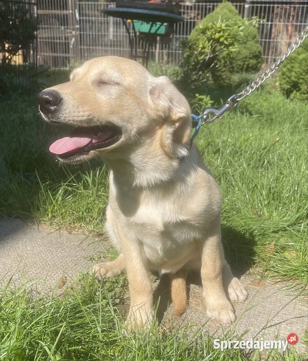 Labrador szczeniak Labrador Bielsko-Biała sprzedam