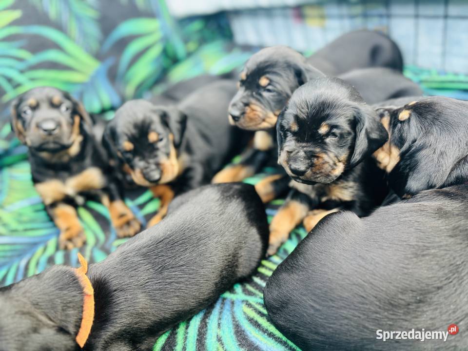 Gończy Polski szczenię Uniejów