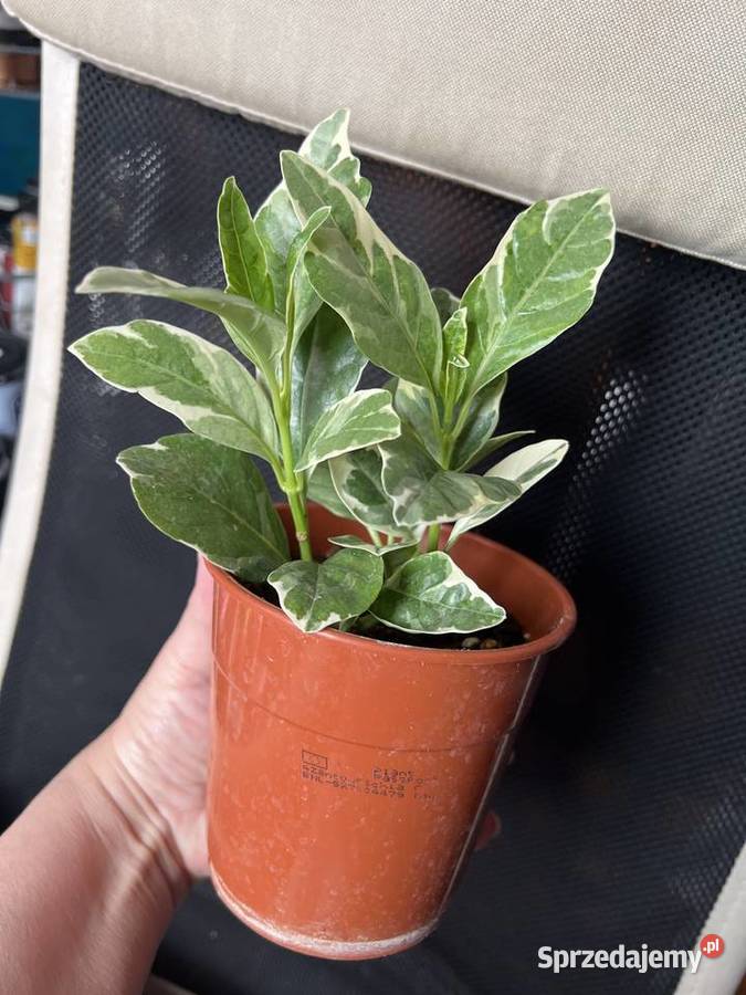 Pseuderanthemum roślina doniczkowa mazowieckie sprzedam