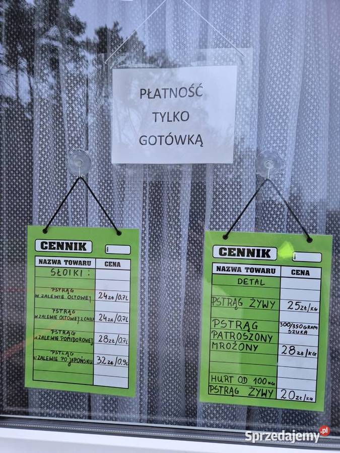 Pstrag tęczowy wielkopolskie