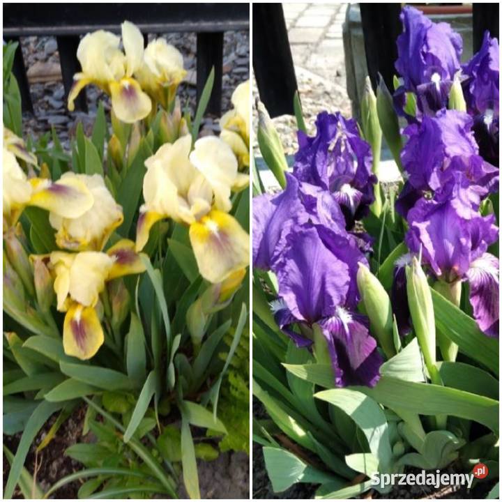 Byliny wieloletnie mało wymagajace Pszów