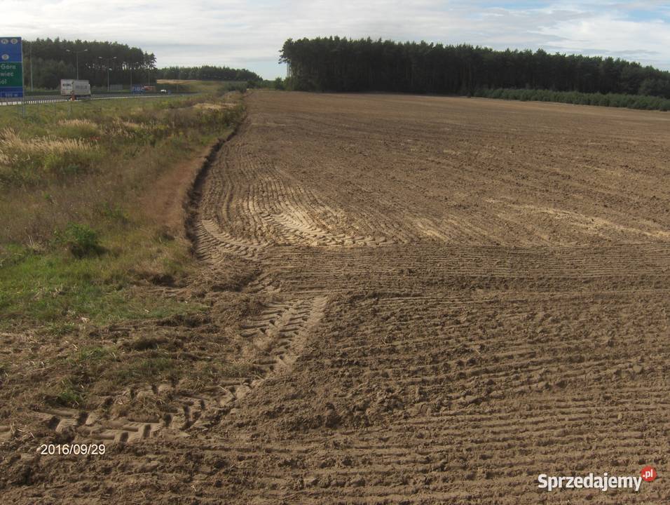 Wydzierżawię 75 hektara gruntów rolnych w Kraśnik Dolny sprzedam