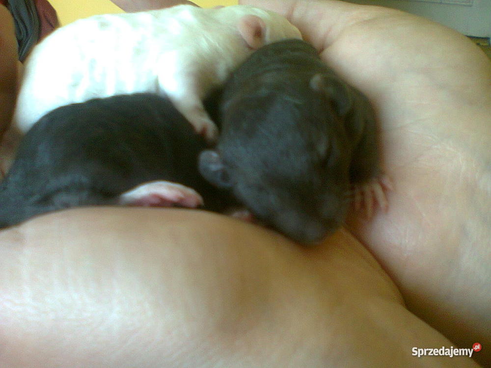 Wielkoszczurki Okazyjna Szczecin