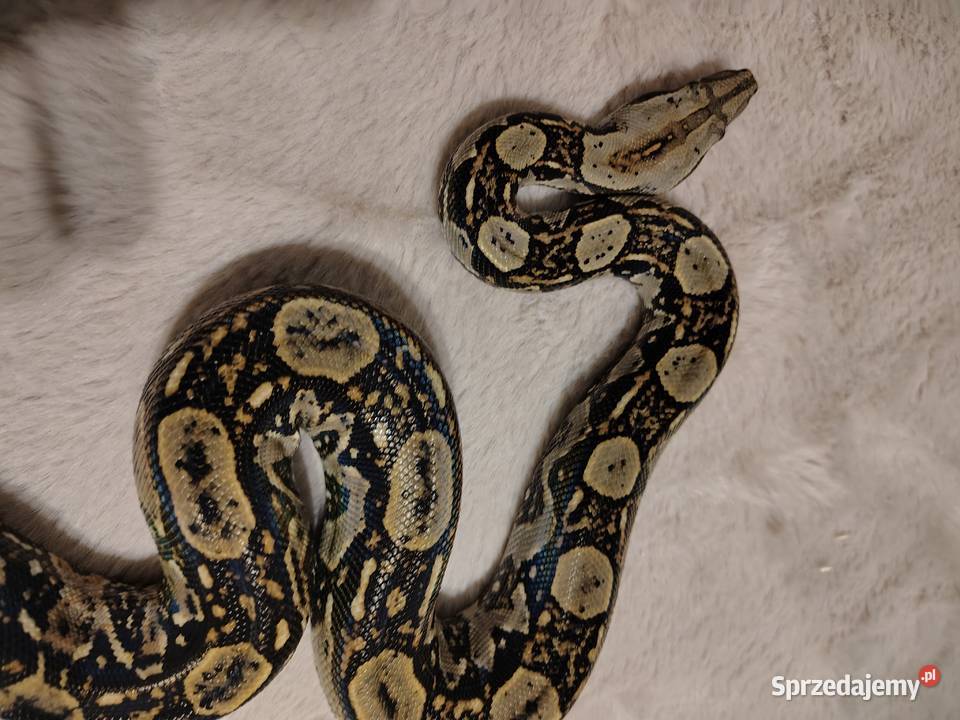 Boa Imperator Samica śląskie Tychy