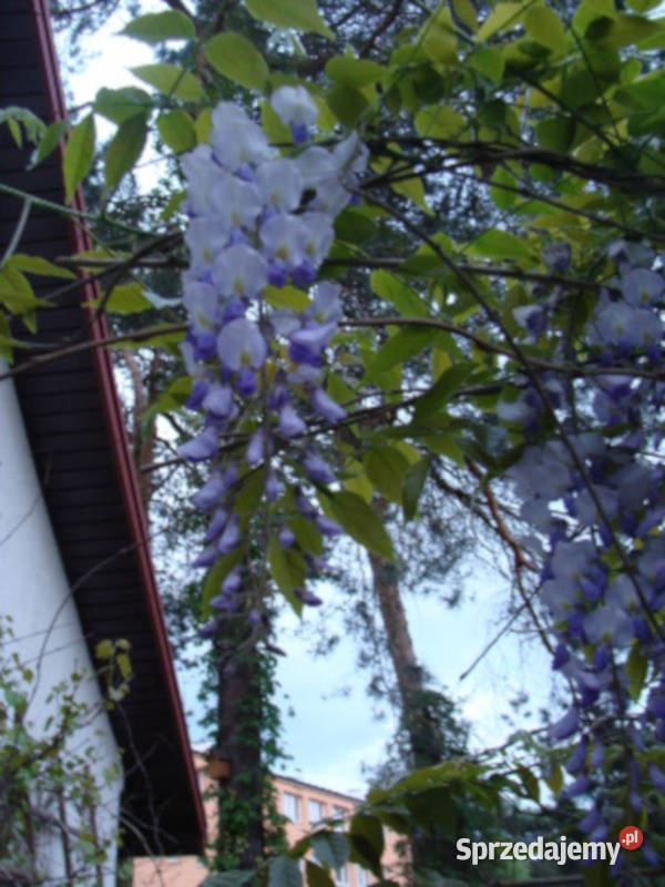 GLICYNIA CHIŃSKA Wisteria sinensis NASIONA 200