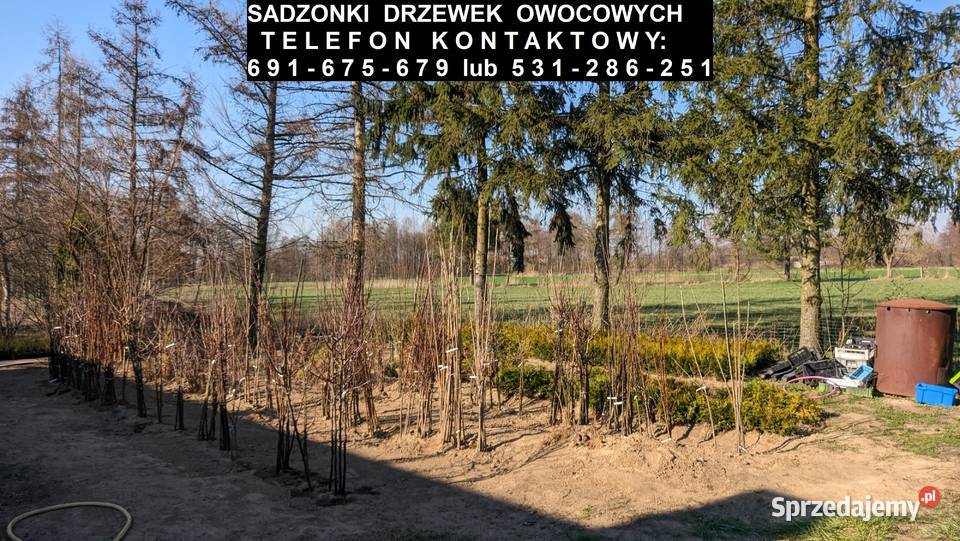 Sadzonki drzewek owocowych iglastych liściastych Tupadły