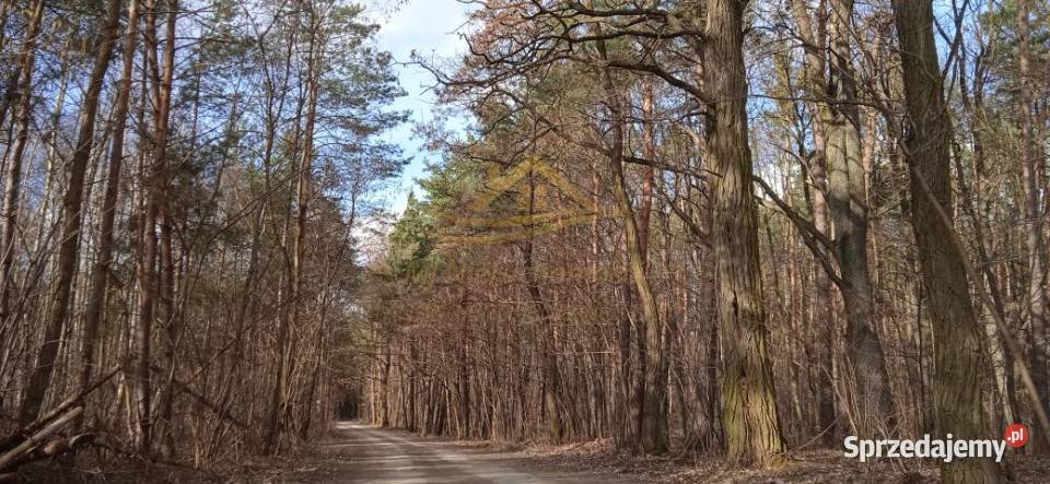 sprzedaży gruntu Ojrzanów 1500m2