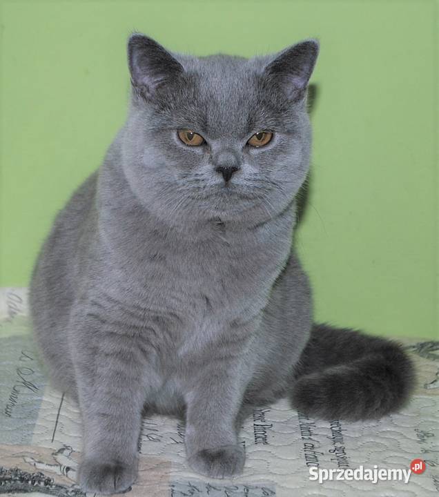 Koteczka brytyjska z rodowodem WCF Lublin