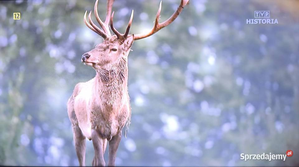 Telewizor Sharp LC40CFG6352E Tychy