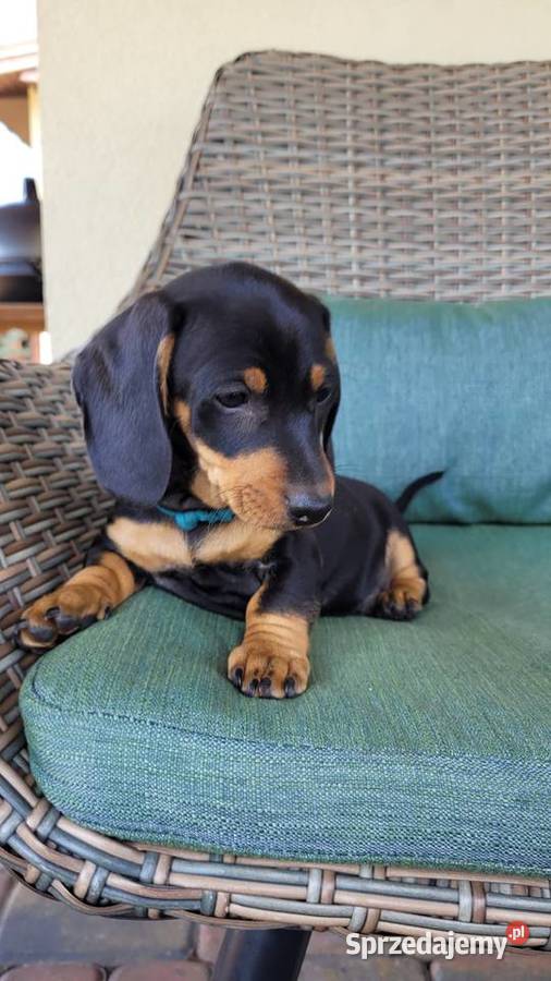 Jamnik Miniaturowy Łódź sprzedam