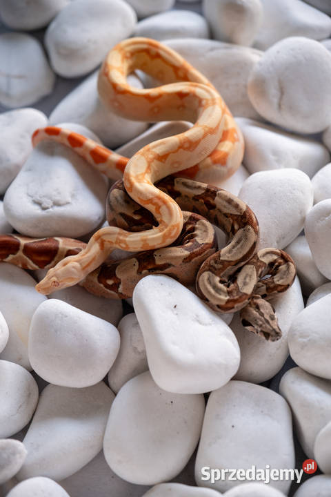 Boa Albino kahl het anery t1 poss het blood wielkopolskie Poznań