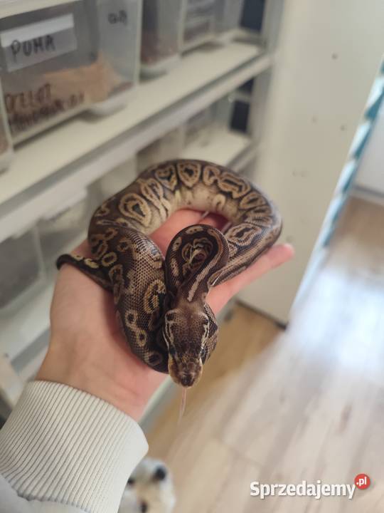 Pytony Królewskie tegoroczne maluchy Pruszków