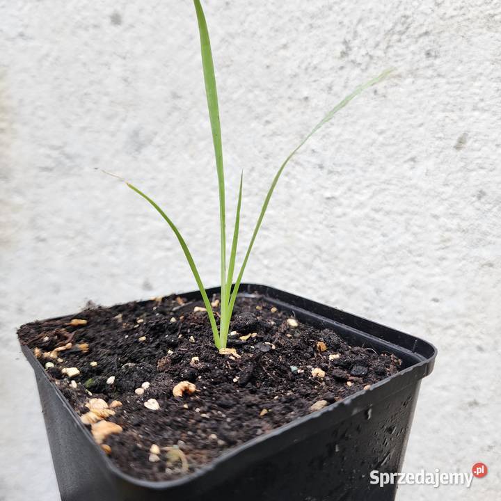 Juka Yucca rostrata sadzonka 1020 z doniczką 9x9 Warszawa