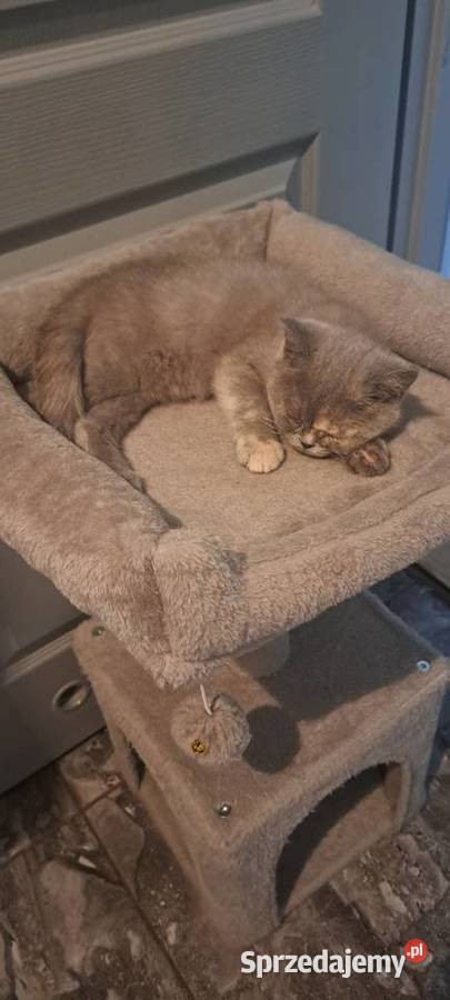 Kotka brytyjska Brytyjski Wrocław