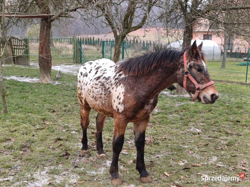 Tarant 8 miesięcy Krzeszowice