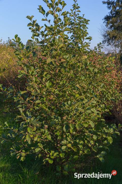 Olsza czarna Alnus glutinosa obwód 1416 z gruntu sprzedam