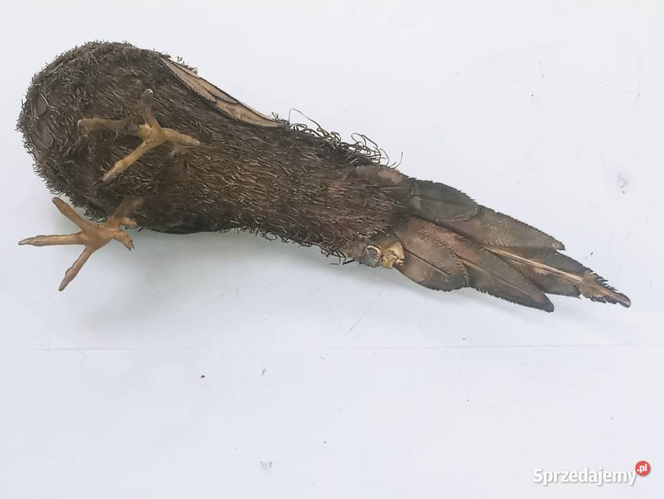 Figurka Ptak Bażant Srebro pr925 Antyki, Sztuka, Kolekcje Nowa Sól
