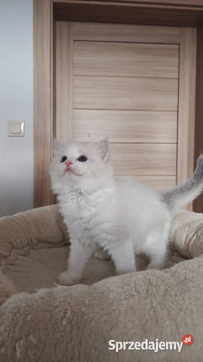 Cudowne kociaki Ragdoll FPL prawdziwy rodowód Lublin