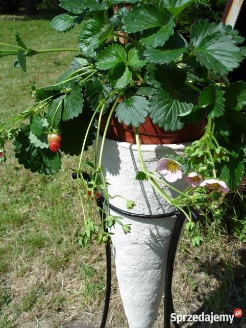 Donica ceramiczana 100 x 40 Mrozoodporna srojak Jelenia Góra