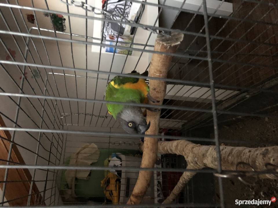 Afrykanka Senegalska oswojona gadająca Piaseczno