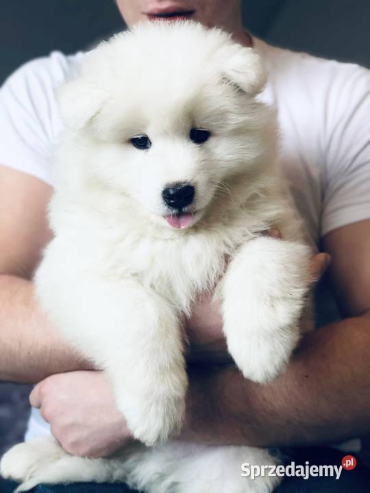 Samoyed Szczenięta Siedlce