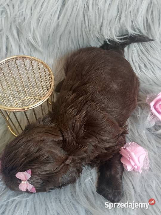 Czekoladowa suczka rasy ShihTzu szuka domku Kępno sprzedam