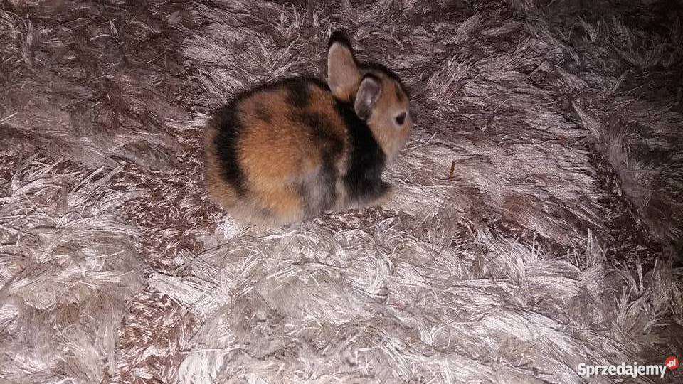 Króliki miniaturki rex łódzkie Łódź
