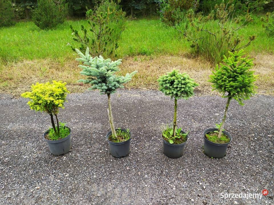 Rośliny ozdobne szczepione na pniu sosna wierzba Jelitów