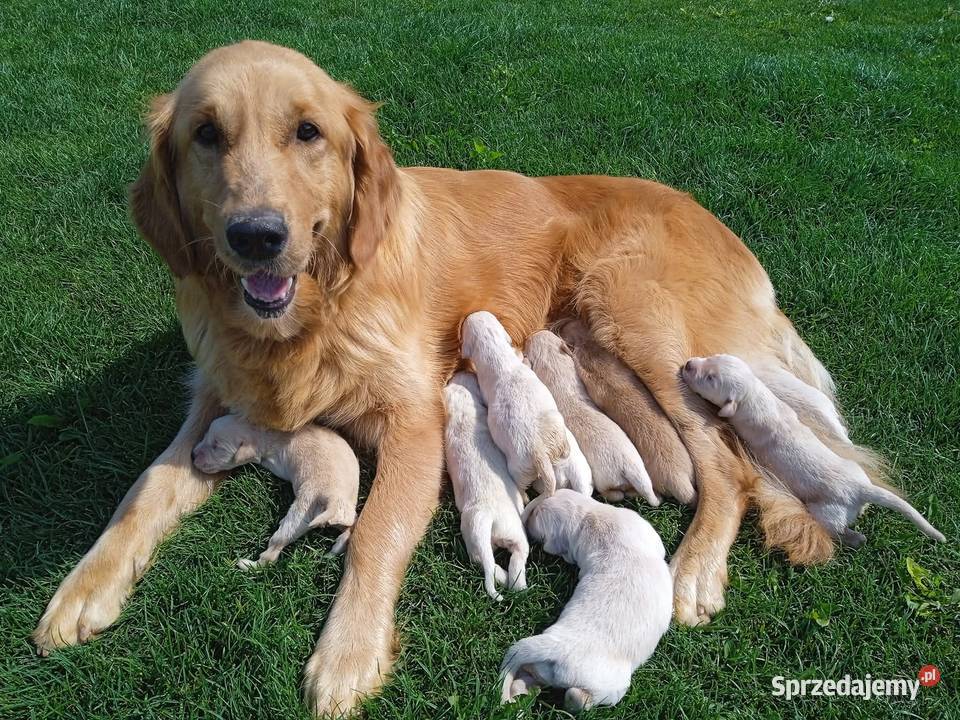 Golden retriever szczeniaki pieski kujawsko-pomorskie Rusinowo