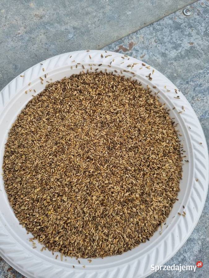 Nasiona szczeci karma ptakow Kije