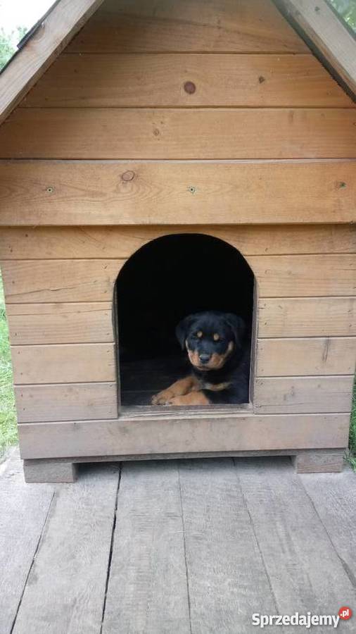 Rottweiler Rottweilery Szczenięta Suczki Pieski Łódź sprzedam