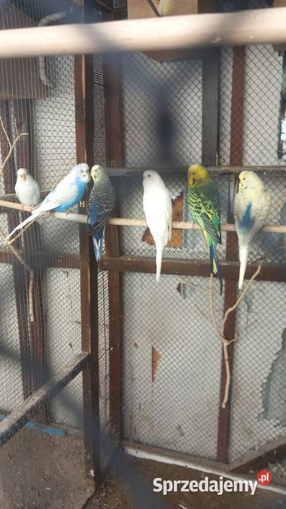 Papugi faliste Wronki