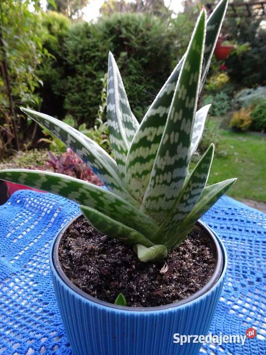 Kaktus Aloes Pstry Tygrysi Aloe Variagata Nowy Sącz