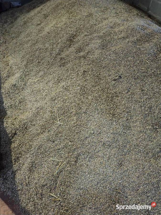 Sprzedam owies pszenicępszenżyto Kraśnik Górny