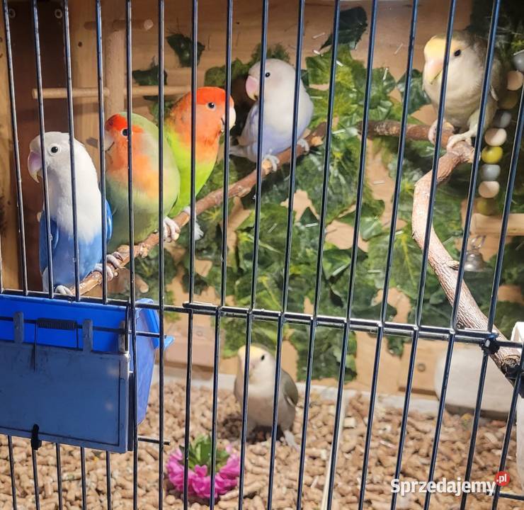Papugi nierozłączki świętokrzyskie Sandomierz sprzedam