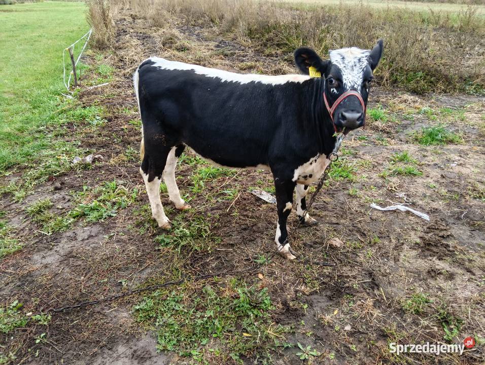 Sprzedam Jałówki Grodzisk Mazowiecki sprzedam