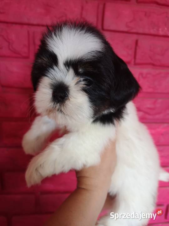SUCZKI PIESKI Shih tzu szczenięta Hodowla domowa Zwierzęta Szczecinek sprzedam