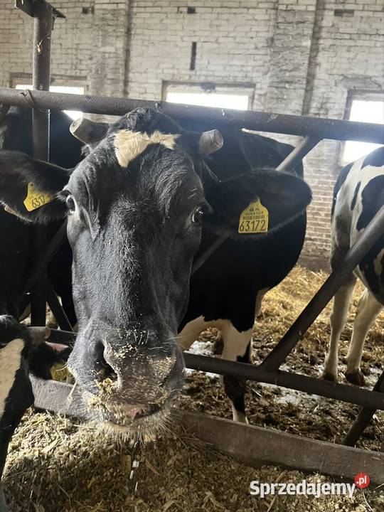 Jałówki wysokocielne Begno